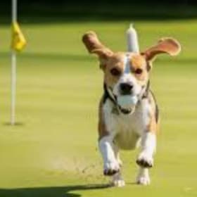 Title Sponsorship item