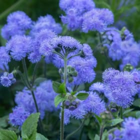 Ageratum: Blue item