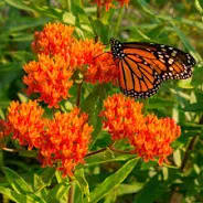 Butterfly Weed: Orange item