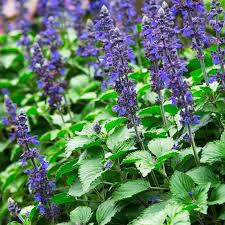 Salvia: Blue item