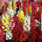 Snapdragon: Tall Mix item