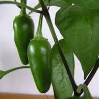 Peppers item