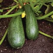 Zucchini item