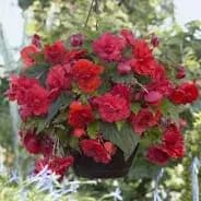 Hanging Basket: Begonia Tuberous: Red item