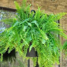 Hanging Basket: Fern: Boston item