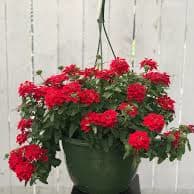 Hanging Basket: Lantana: Red item