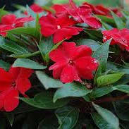 New Guinea Impatiens item