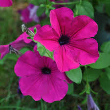 Petunia Wave: Purple item