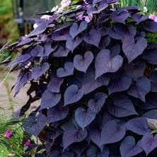 Sweet Potato Vine item