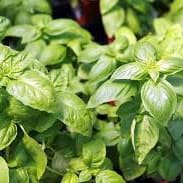 Herbs: Basil, Cilantro, Dill, Parsley item