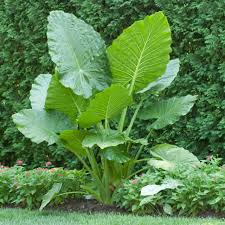 Elephant Ear: Upright Green item