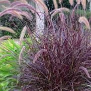 Purple Fountain Grass item