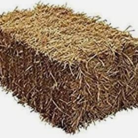 10 x Small Bales of Barley Straw item