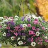 Hanging Basket: Verbena: Mixed item