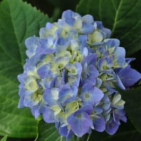 Flowering Shrub from Grass Pad item