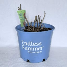 Flowering Shrub from Grass Pad item