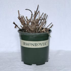 Flowering Shrub from Grass Pad item