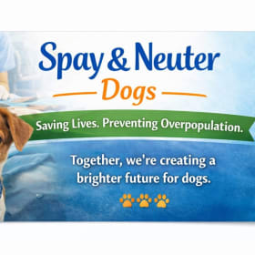Dog Spay / Neuter item