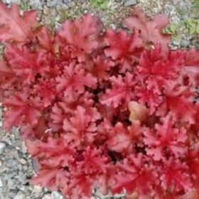 Heuchera - Cherryberry item