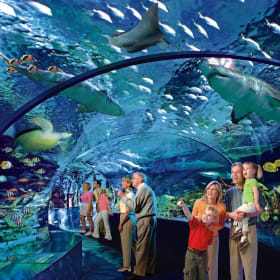 Admission for four to Ripley's Aquarium (Toronto) item