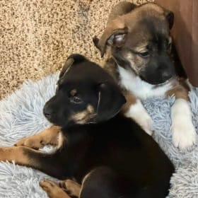 Play with Puppies item