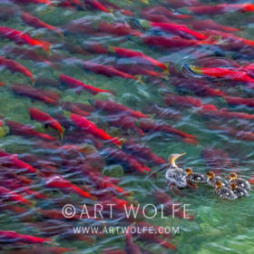 🖌️ Signed & Framed Print by Art Wolfe item