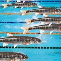 Minnow Racing Ticket item