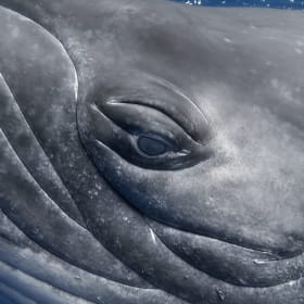 “Keeper of Wisdom” — Whale Wise Productions item