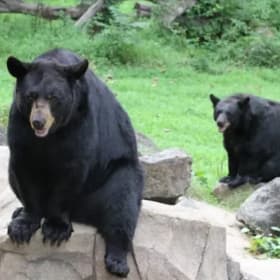 4 Guest Passes for Durham's Museum of Life + Science item