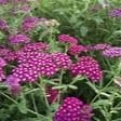 ACHILLEA (Yarrow) New Vintage Violet item