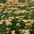 ACHILLEA (Yarrow) Yellow Terracotta item