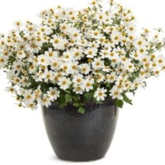BIDENS Campfire Marshmallow item