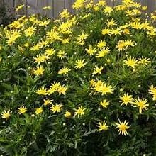 EURYOPS Bush Daisy Sonneschein item