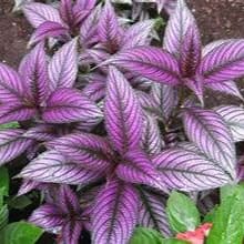 STROBILANTHUS Persian Shield item
