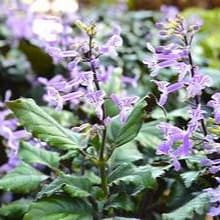 PLECTRANTHUS Mona Lavender item