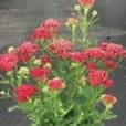 ACHILLEA (Yarrow) New Vintage Red item