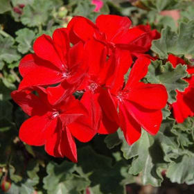 GERANIUM Hanging Basket Savannah Really Red item