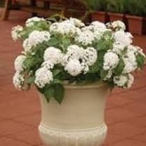 PENTA Butterfly White item