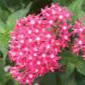 PENTA Butterfly Deep Pink item
