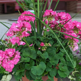 Patio Planter - Pink item