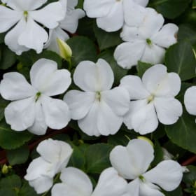 Impatiens - White item