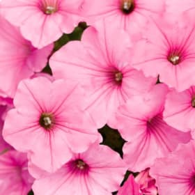 Supertunia - Bubblegum item