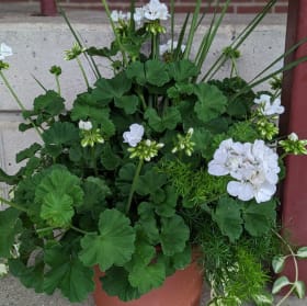 Patio Planter - White item