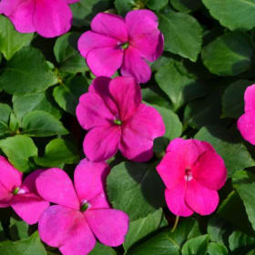 Impatiens - Violet item
