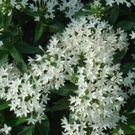 Pentas - White item