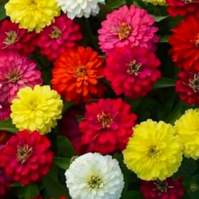 Zinnia - Zesty Mix item