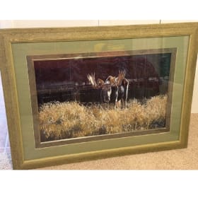 Large 33x45 Framed Moose Photo item