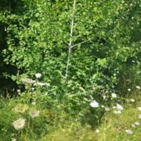 Adopt a Tree for a year item