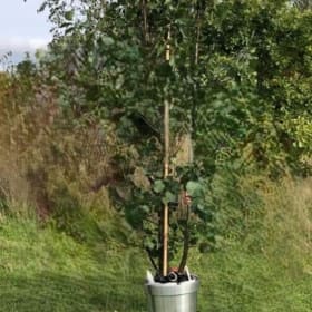 Plant a Tree (from £60) item