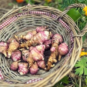 Jerusalum Artichokes -10 item